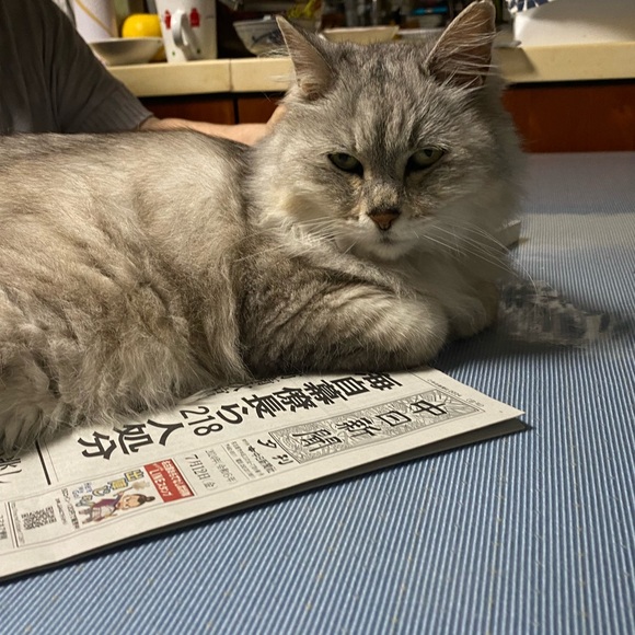 Meet your Posher, Sakura - Picture 1 of 1